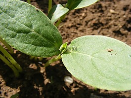 黃瓜,地球,發芽