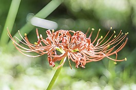 植物區(qū)系,花,開(kāi)花植物