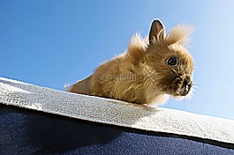 兔子,布朗,動物
