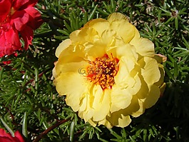鮮花,廣玉蘭,苔