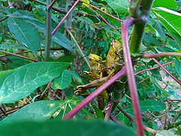 蚱蜢,昆蟲,對