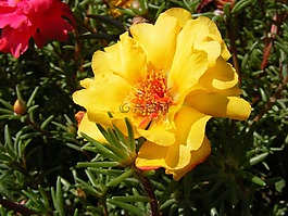 鮮花,廣玉蘭,苔