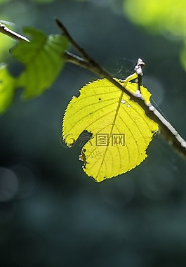枝杈,落葉,綠色