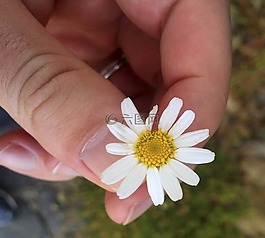 花,宏,前景色