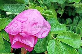 開花,野生玫瑰,雨滴