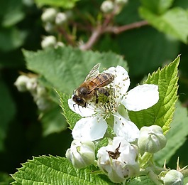 蜜蜂,花,昆蟲(chóng)