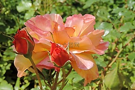開(kāi)花,玫瑰,豐花