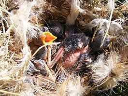 嬰兒,鳥,羽毛