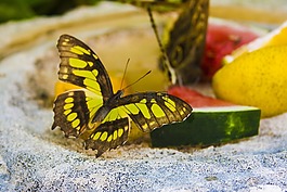 蝴蝶,水果,西瓜