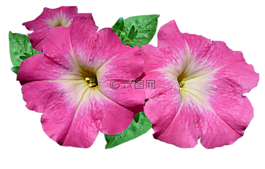 花,自然,植物區(qū)系