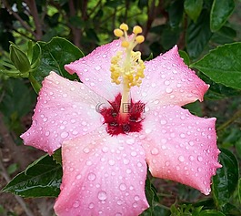 花,漂亮的花,粉色