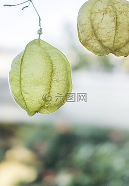 水果,葉,蔬菜