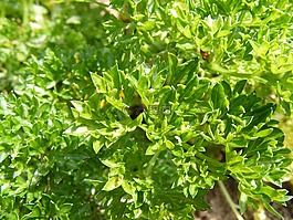 布什,花園,綠色