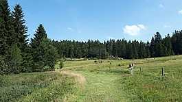 魔法森林,徒步旅行,步行