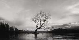 黑色和白色,瓦纳卡,树
