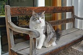 猫,mainecoon,银行