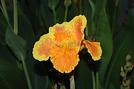 大花萱草,花,黃色