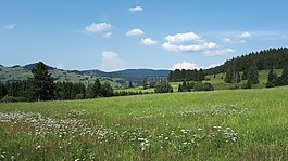 魔法森林,徒步旅行,步行