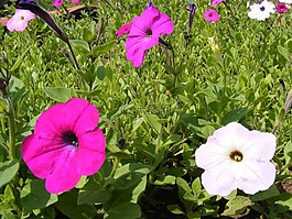 鮮花,花園,矮牽牛