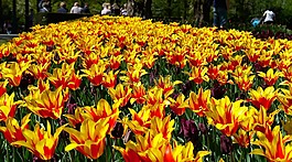 虎百合,鮮花,開花