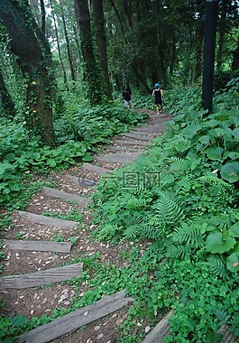 線索,森林,樹