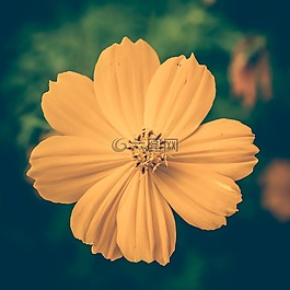 cosmea,黄色,酿酒