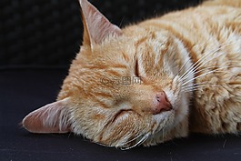 貓,動物,可愛