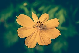 cosmea,酿酒,花