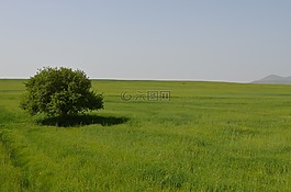 樹(shù),性質(zhì),景觀