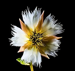 梅花,開花,白