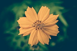cosmea,酿酒,花