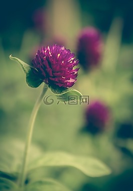三葉草,釀酒,花