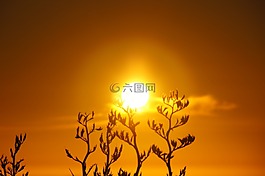 日出,太陽,草