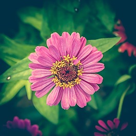 百日草,釀酒,花