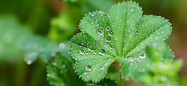 葉子,滴,雨