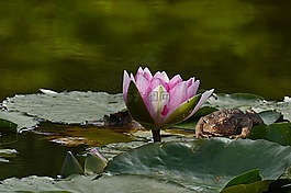 廠,水生植物,睡蓮