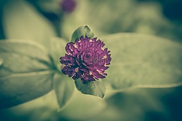三葉草,釀酒,花