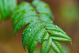 雨,滴,廠