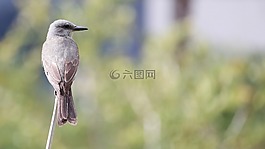 性質(zhì),戶外活動,野生動物