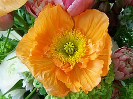 束鮮花,橙花,切花
