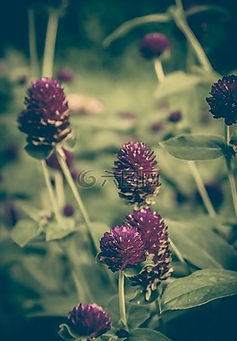 三葉草,釀酒,花