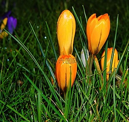 藏紅花,開花,2 月