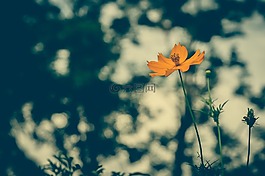 cosmea,酿酒,花