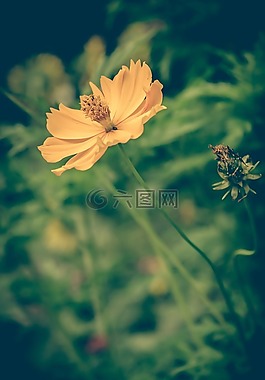 cosmea,酿酒,花