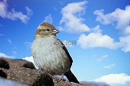麻雀,鳥,野生
