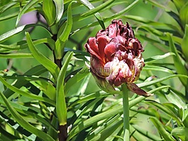 花,春天,綠色