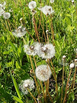 打擊,蒲公英,鮮花