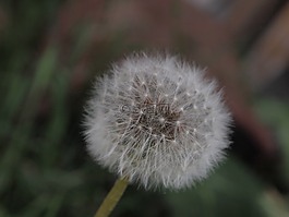 蒲公英,花園,草地