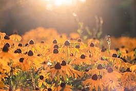 秋季,花卉,沉默