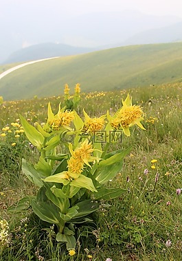 山,意大利,廠